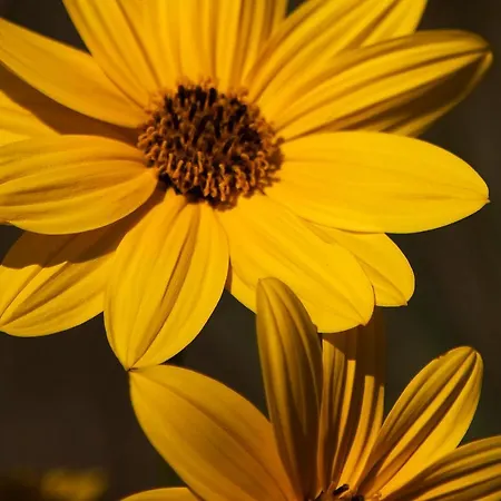 Bosco Canoro 4* Μπιμπιόνε