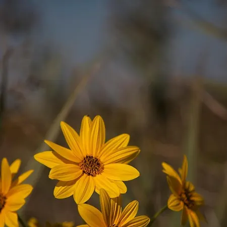 Ξενοδοχείο με διαμερίσματα Bosco Canoro 4*