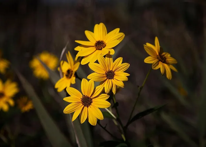 Bosco Canoro Apartahotel Bibione