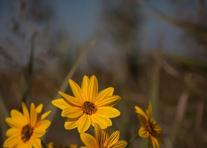 Apartahotel Bosco Canoro 4*